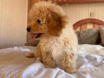 Miniature Maltipoo puppies for sale in Carlow
