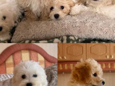 Miniature Maltipoo puppies for sale in Carlow