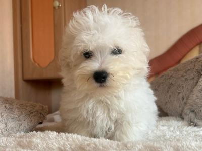 Miniature Maltipoo puppies for sale in Carlow