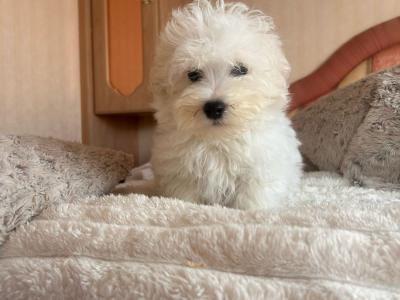 Miniature Maltipoo puppies for sale in Carlow