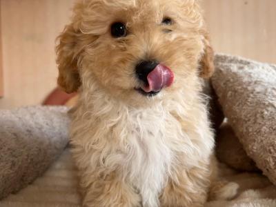Miniature Maltipoo puppies for sale in Carlow