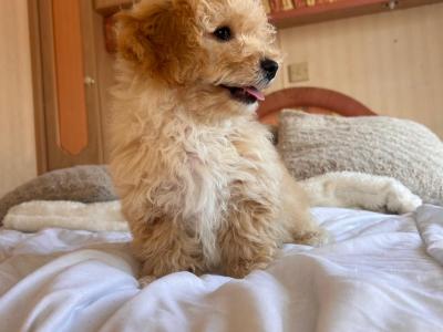 Miniature Maltipoo puppies for sale in Carlow