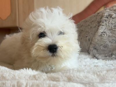 Miniature Maltipoo puppies for sale in Carlow