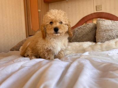 Miniature Maltipoo puppies for sale in Carlow