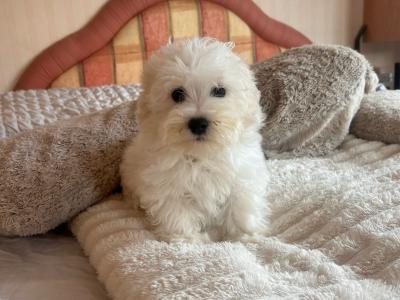 Miniature Maltipoo puppies for sale in Carlow