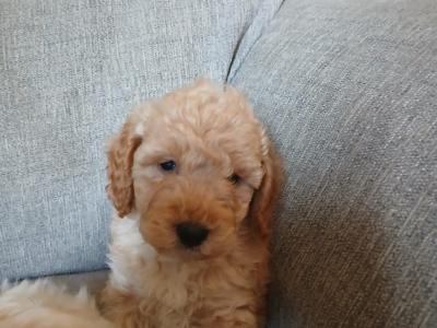 Cockapoo puppies in Wexford