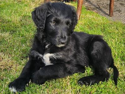 Bordoodle puppies (Border Collie x Poodle) in Mayo