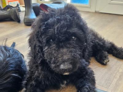 Bordoodle puppies (Border Collie x Poodle) in Mayo