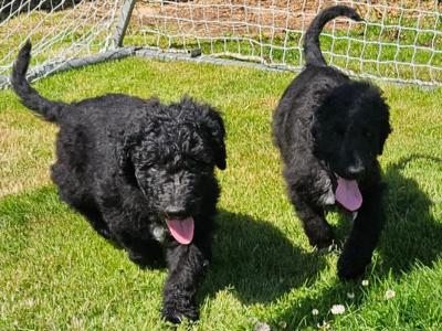 Bordoodle puppies (Border Collie x Poodle) in Mayo