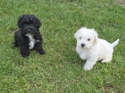 Poochon puppies in Kerry