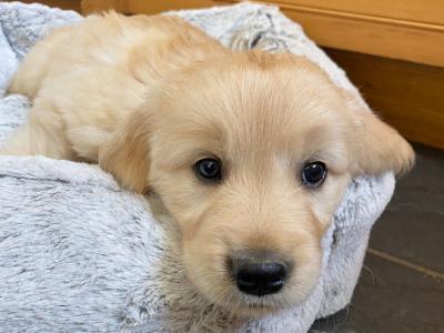 Purebred Golden Retriever puppies in Wexford