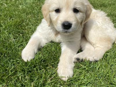Purebred Golden Retriever puppies in Wexford