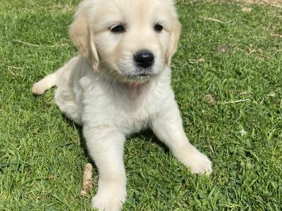 Purebred Golden Retriever puppies in Wexford