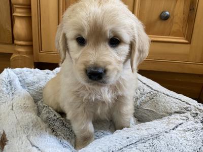 Purebred Golden Retriever puppies in Wexford