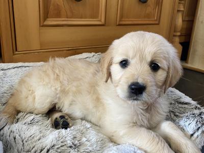 Purebred Golden Retriever puppies in Wexford