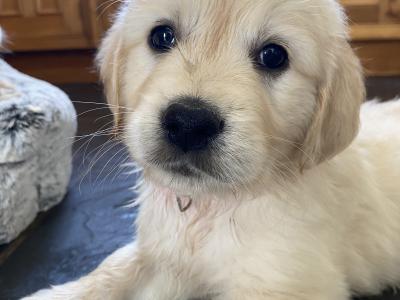 Purebred Golden Retriever puppies in Wexford
