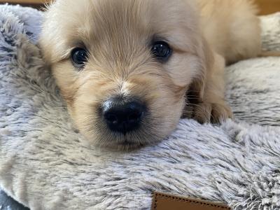 Purebred Golden Retriever puppies in Wexford