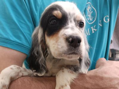 English Setters
