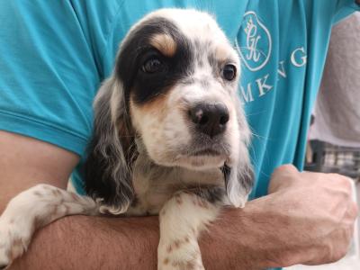 IKC Registered English Setter puppies in Waterford