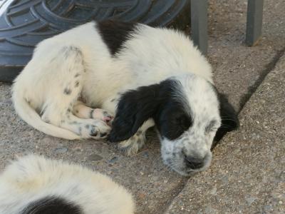 English Setters