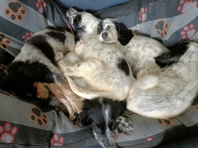 English Setters