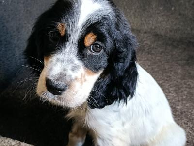 English Setters