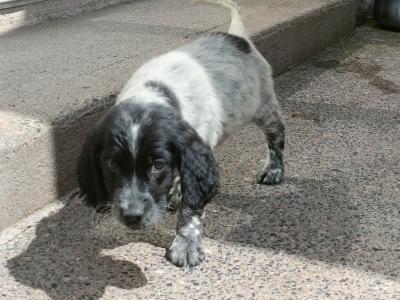 English Setters