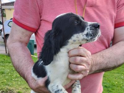 English Setters