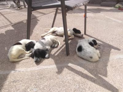 English Setters