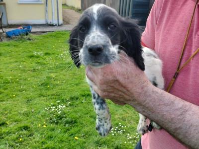 English Setters