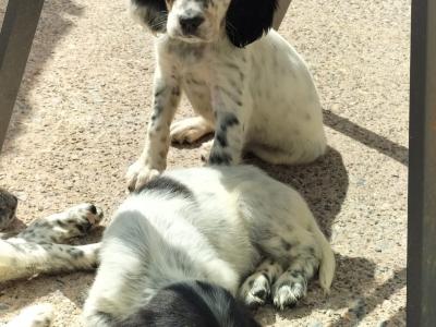 English Setters