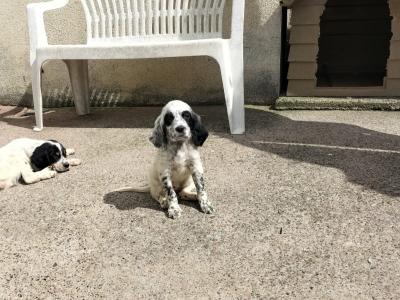 English Setters