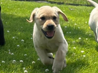 Gorgeous Labrador puppies ✅ IKC Registered ✅ in Longford