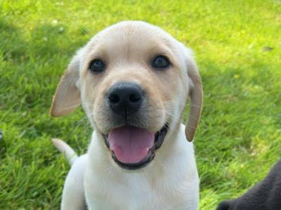 Gorgeous Labrador puppies ✅ IKC Registered ✅ in Longford