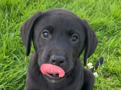 Gorgeous Labrador puppies ✅ IKC Registered ✅ in Longford