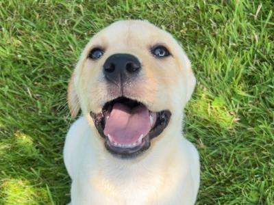 Gorgeous Labrador puppies ✅ IKC Registered ✅ in Longford