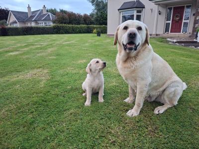 Gorgeous Labrador puppies ✅ IKC Registered ✅ in Longford