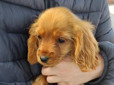 Female Cockalier puppy (Cavalier King Charles Spaniel x Cocker Spaniel) in Dublin