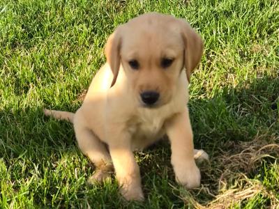 3 Friendly female Golden Retriever x Labrador puppies in Laois