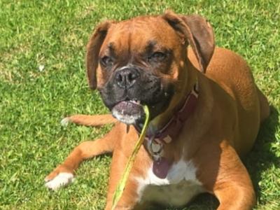 Boxer female 9mths