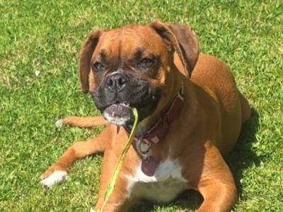 Female Boxer puppy 9 months old in Wexford