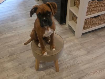 Boxer female 9mths