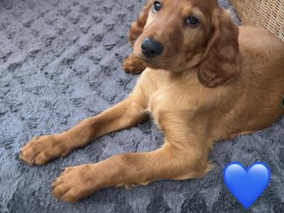 Male Irish Red Setter puppies in Carlow