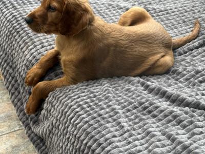 Male Irish Red Setter puppies in Carlow
