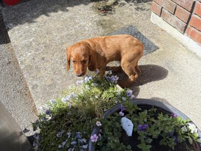 Male Irish Red Setter puppies in Carlow