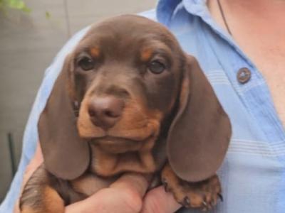 IKC Registered (pending) Dachshund Smooth Haired Miniature male puppy for a new home