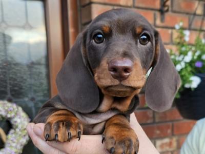 IKC Registered (pending) Dachshund Smooth Haired Miniature male puppy for a new home
