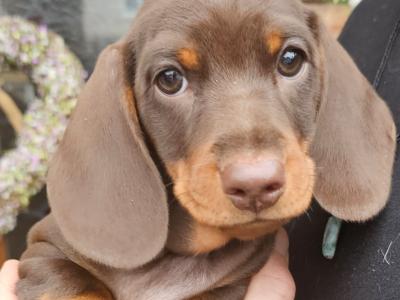 IKC Registered (pending) Dachshund Smooth Haired Miniature male puppy for a new home