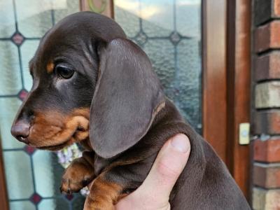 IKC Registered (pending) Dachshund Smooth Haired Miniature male puppy for a new home