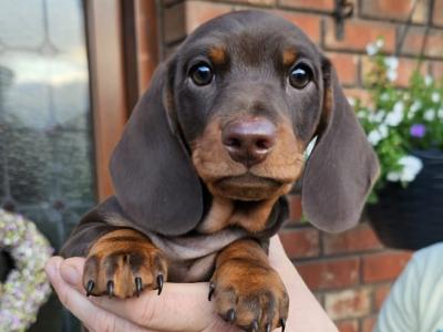 IKC Registered (pending) Dachshund Smooth Haired Miniature male puppy for a new home